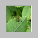 Geomyza sp - Saftfliege 01a.jpg